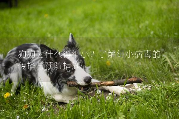 狗狗為什么得細(xì)小？了解細(xì)小病毒的傳播與預(yù)防措施