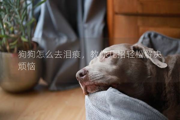 狗狗怎么去淚痕，教你幾招輕松解決煩惱