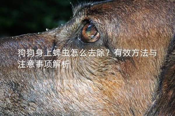 狗狗身上蜱蟲怎么去除？有效方法與注意事項解析