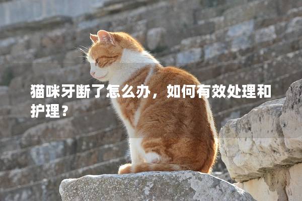 貓咪牙斷了怎么辦，如何有效處理和護理？