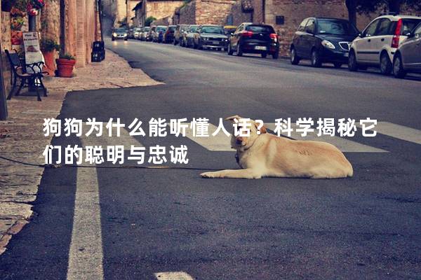 狗狗為什么能聽懂人話？科學揭秘它們的聰明與忠誠