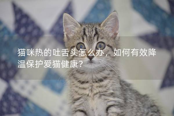 貓咪熱的吐舌頭怎么辦，如何有效降溫保護愛貓健康？