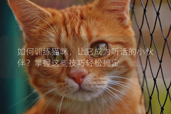 如何訓(xùn)練貓咪，讓它成為聽(tīng)話的小伙伴？掌握這些技巧輕松搞定
