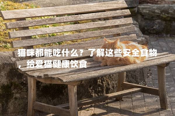 貓咪都能吃什么？了解這些安全食物，給愛貓健康飲食