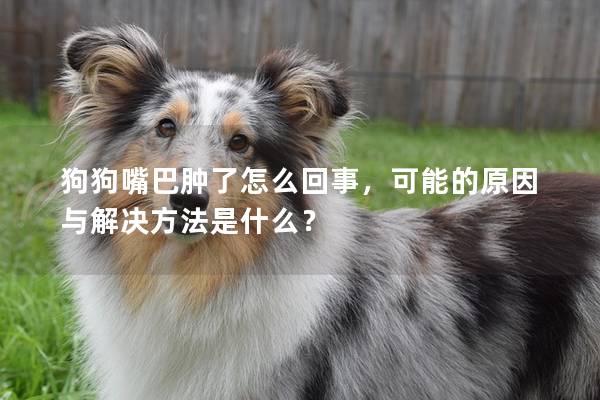 狗狗嘴巴腫了怎么回事,可能的原因與解決方法是什么? 狗狗嘴巴腫了怎么回事,可能的原因與解決方法是什么?