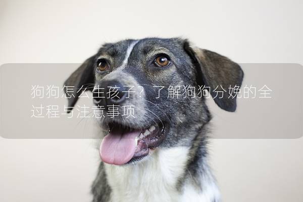 狗狗怎么生孩子？了解狗狗分娩的全過程與注意事項