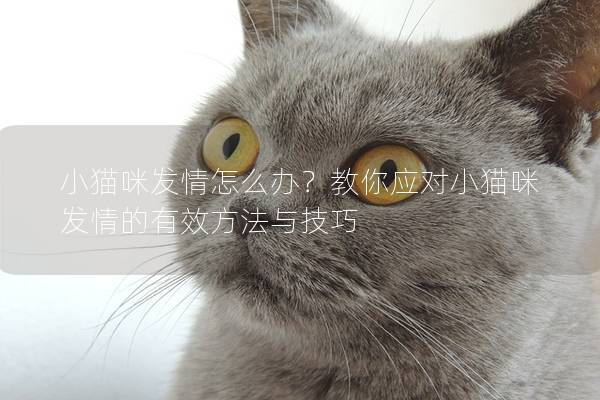 小貓咪發情怎么辦？教你應對小貓咪發情的有效方法與技巧