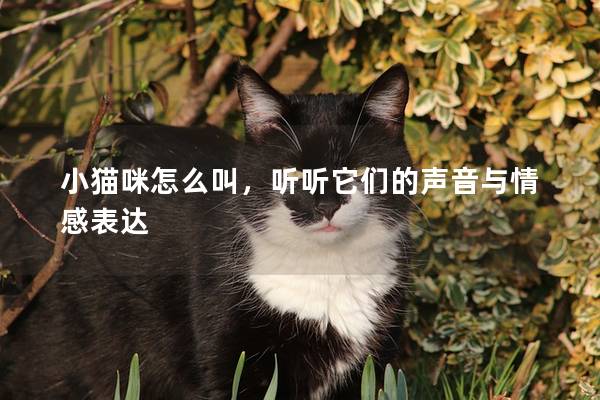 小貓咪怎么叫，聽聽它們的聲音與情感表達