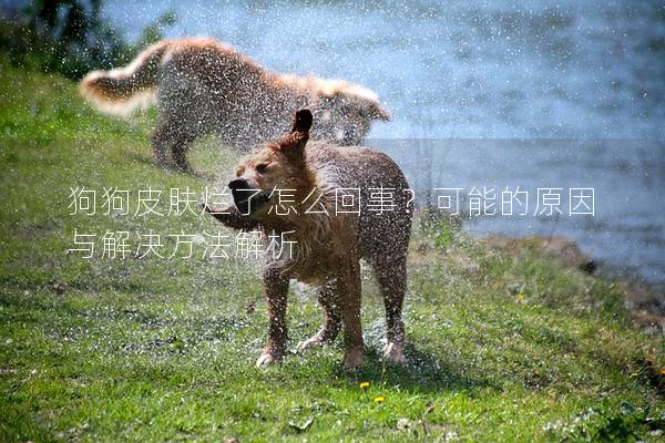 狗狗皮膚爛了怎么回事？可能的原因與解決方法解析