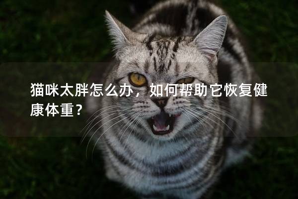貓咪太胖怎么辦，如何幫助它恢復(fù)健康體重？