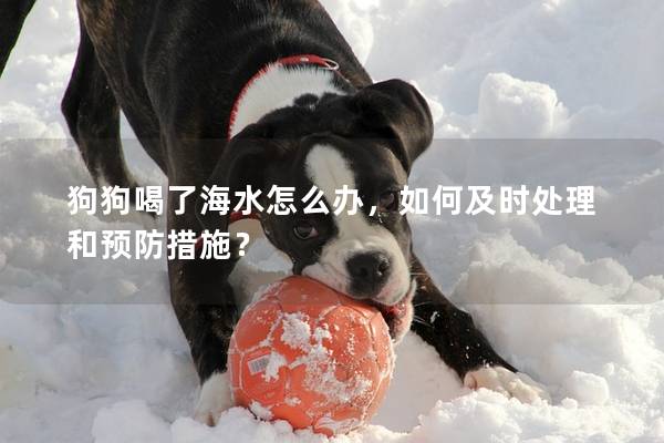 狗狗喝了海水怎么辦，如何及時處理和預防措施？