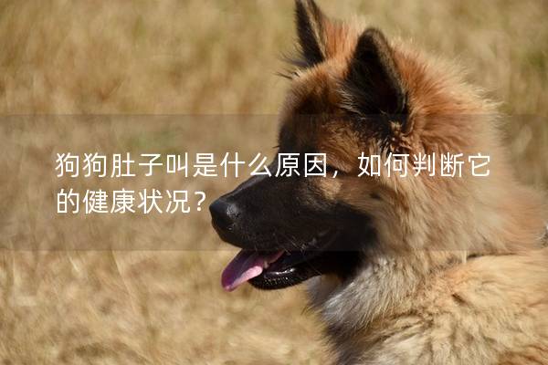 狗狗肚子叫是什么原因，如何判斷它的健康狀況？