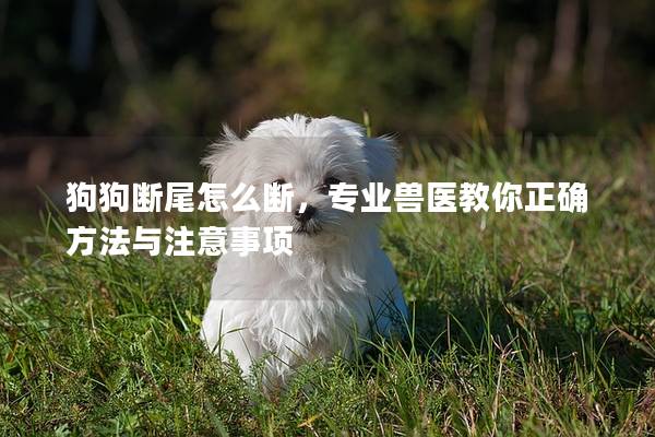 狗狗斷尾怎么斷，專業獸醫教你正確方法與注意事項