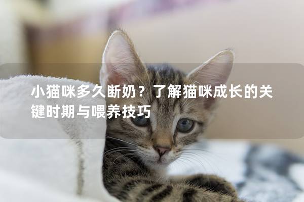 小貓咪多久斷奶？了解貓咪成長(zhǎng)的關(guān)鍵時(shí)期與喂養(yǎng)技巧
