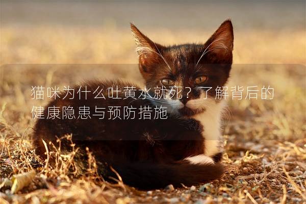 貓咪為什么吐黃水就死？了解背后的健康隱患與預防措施