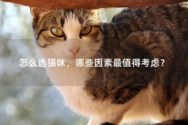 怎么選貓咪,哪些因素最值得考慮? 怎么選貓咪,哪些因素最值得考慮?