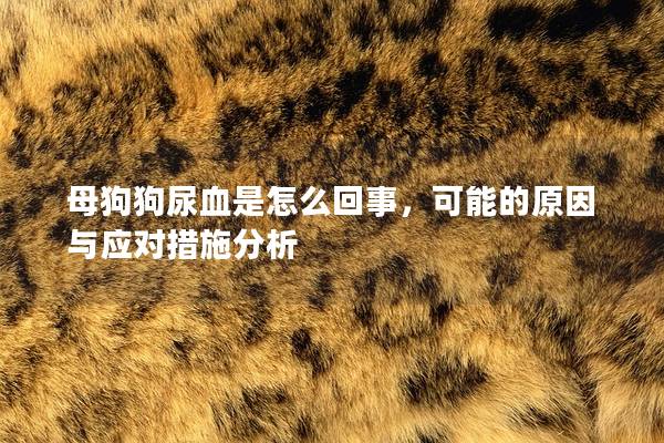 母狗狗尿血是怎么回事，可能的原因與應(yīng)對措施分析