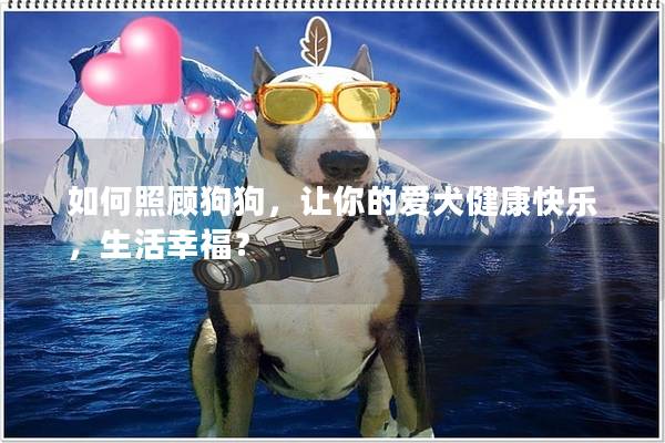 如何照顧狗狗，讓你的愛犬健康快樂，生活幸福？