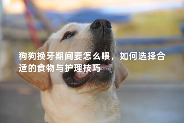 狗狗換牙期間要怎么喂，如何選擇合適的食物與護理技巧