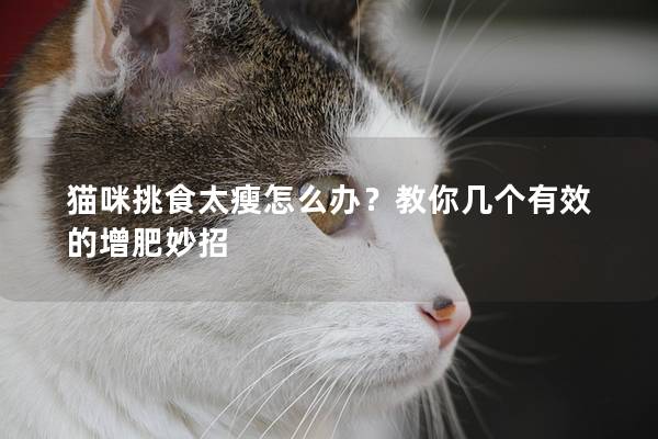 貓咪挑食太瘦怎么辦？教你幾個有效的增肥妙招
