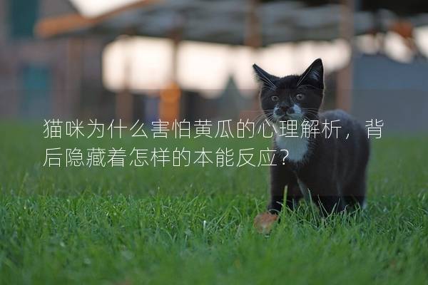 貓咪為什么害怕黃瓜的心理解析，背后隱藏著怎樣的本能反應？