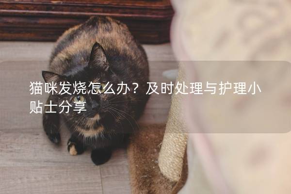 貓咪發(fā)燒怎么辦？及時處理與護(hù)理小貼士分享