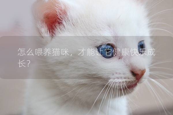 怎么喂養貓咪，才能讓它健康快樂成長？