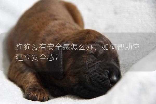 狗狗沒有安全感怎么辦，如何幫助它建立安全感？