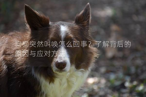 狗狗突然叫喚怎么回事？了解背后的原因與應(yīng)對方法