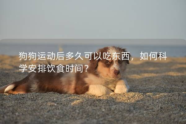 狗狗運(yùn)動后多久可以吃東西，如何科學(xué)安排飲食時間？