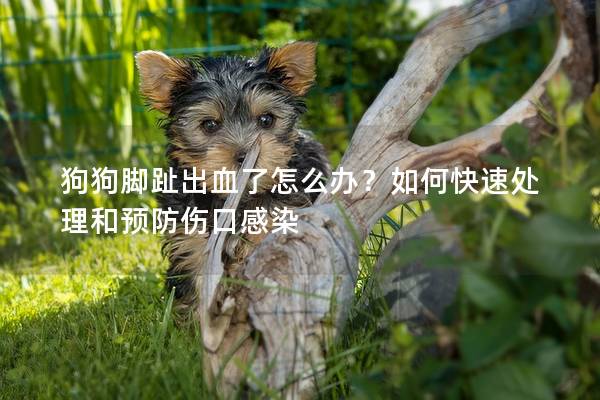 狗狗腳趾出血了怎么辦？如何快速處理和預防傷口感染