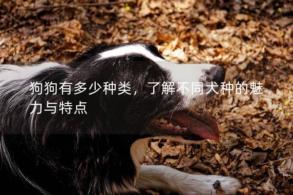 狗狗有多少種類,了解不同犬種的魅力與特點 狗狗有多少種類,了解不同犬種的魅力與特點