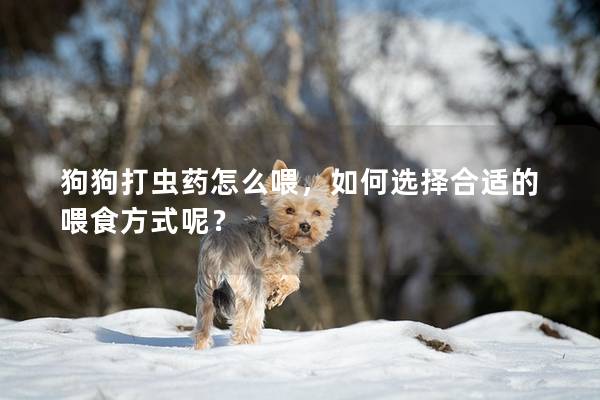 狗狗打蟲藥怎么喂，如何選擇合適的喂食方式呢？