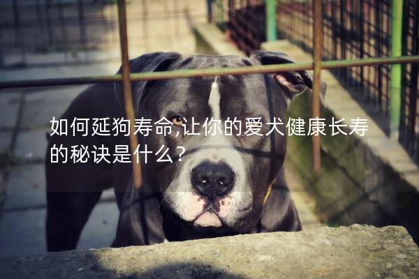 如何延狗壽命,讓你的愛犬健康長壽的秘訣是什么？