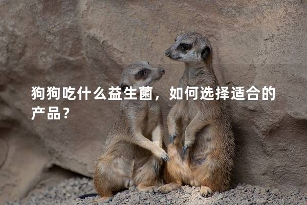 狗狗吃什么益生菌，如何選擇適合的產品？