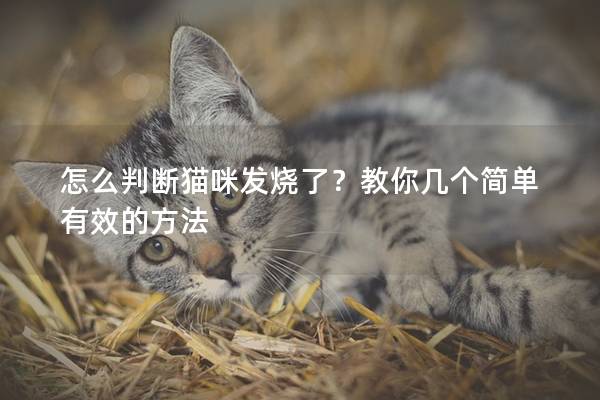 怎么判斷貓咪發燒了？教你幾個簡單有效的方法