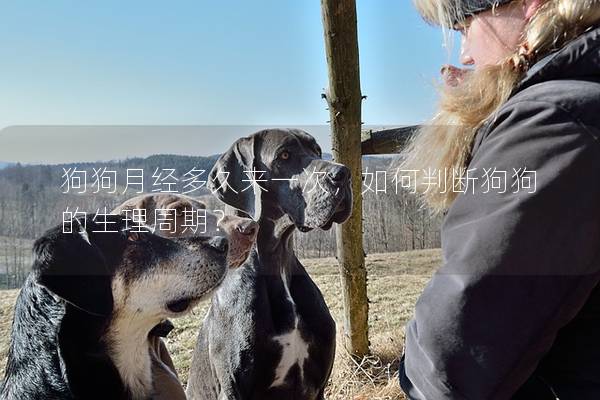 狗狗月經多久來一次，如何判斷狗狗的生理周期？