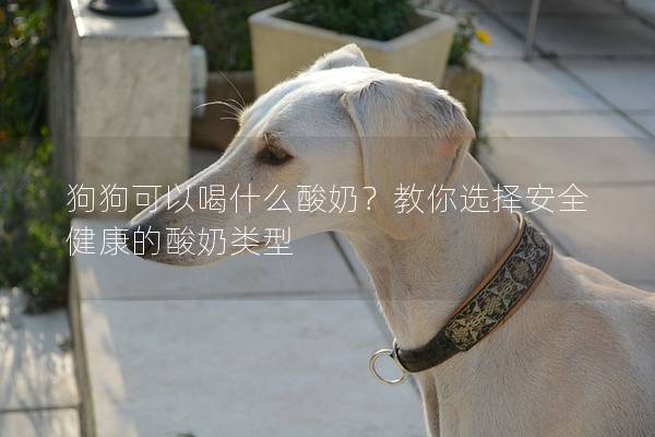 狗狗可以喝什么酸奶?教你選擇安全健康的酸奶類型 狗狗可以喝什么酸奶?教你選擇安全健康的酸奶類型