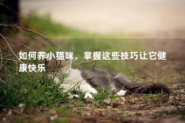 如何養小貓咪，掌握這些技巧讓它健康快樂
