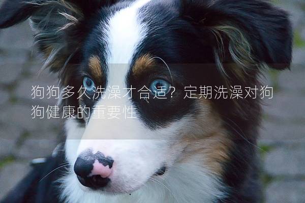 狗狗多久洗澡才合適?定期洗澡對(duì)狗狗健康的重要性 狗狗多久洗澡才合適?定期洗澡對(duì)狗狗健康的重要性