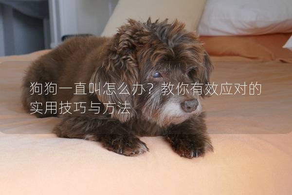 狗狗一直叫怎么辦？教你有效應(yīng)對的實(shí)用技巧與方法