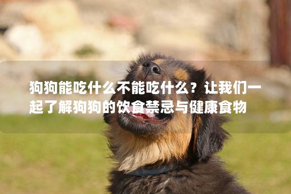 狗狗能吃什么不能吃什么？讓我們一起了解狗狗的飲食禁忌與健康食物