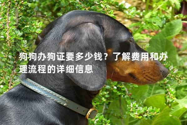 狗狗辦狗證要多少錢？了解費用和辦理流程的詳細信息