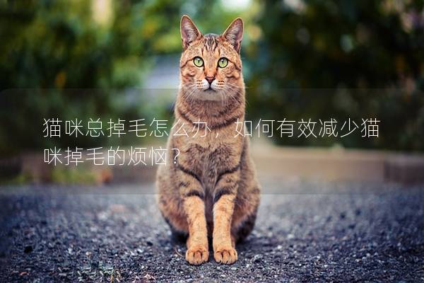 貓咪總掉毛怎么辦，如何有效減少貓咪掉毛的煩惱？
