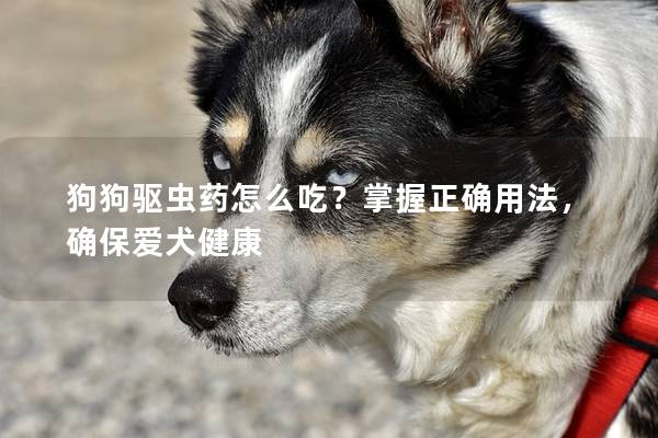 狗狗驅蟲藥怎么吃?掌握正確用法,確保愛犬健康 狗狗驅蟲藥怎么吃?掌握正確用法,確保愛犬健康