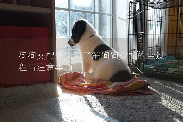 狗狗交配多久？了解狗狗交配的全過程與注意事項