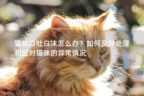 貓咪口吐白沫怎么辦？如何及時處理和應對貓咪的異常情況