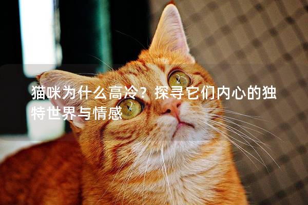 貓咪為什么高冷？探尋它們內心的獨特世界與情感