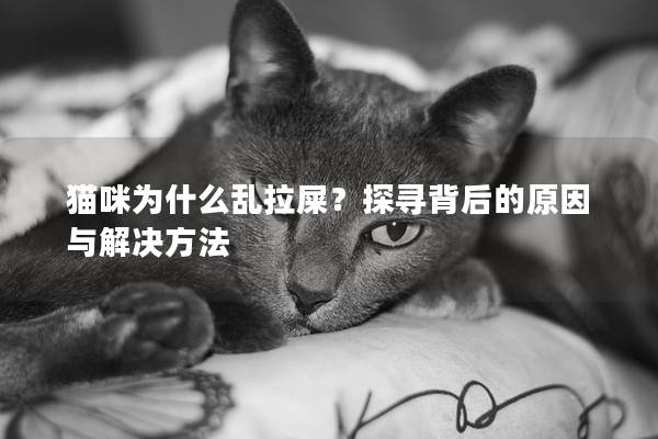 貓咪為什么亂拉屎？探尋背后的原因與解決方法