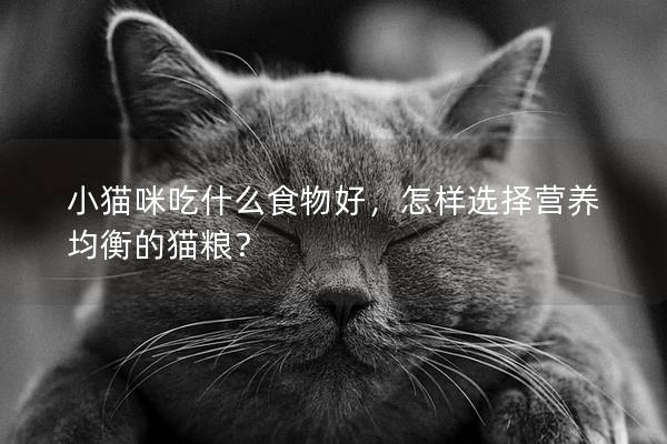 小貓咪吃什么食物好，怎樣選擇營養均衡的貓糧？